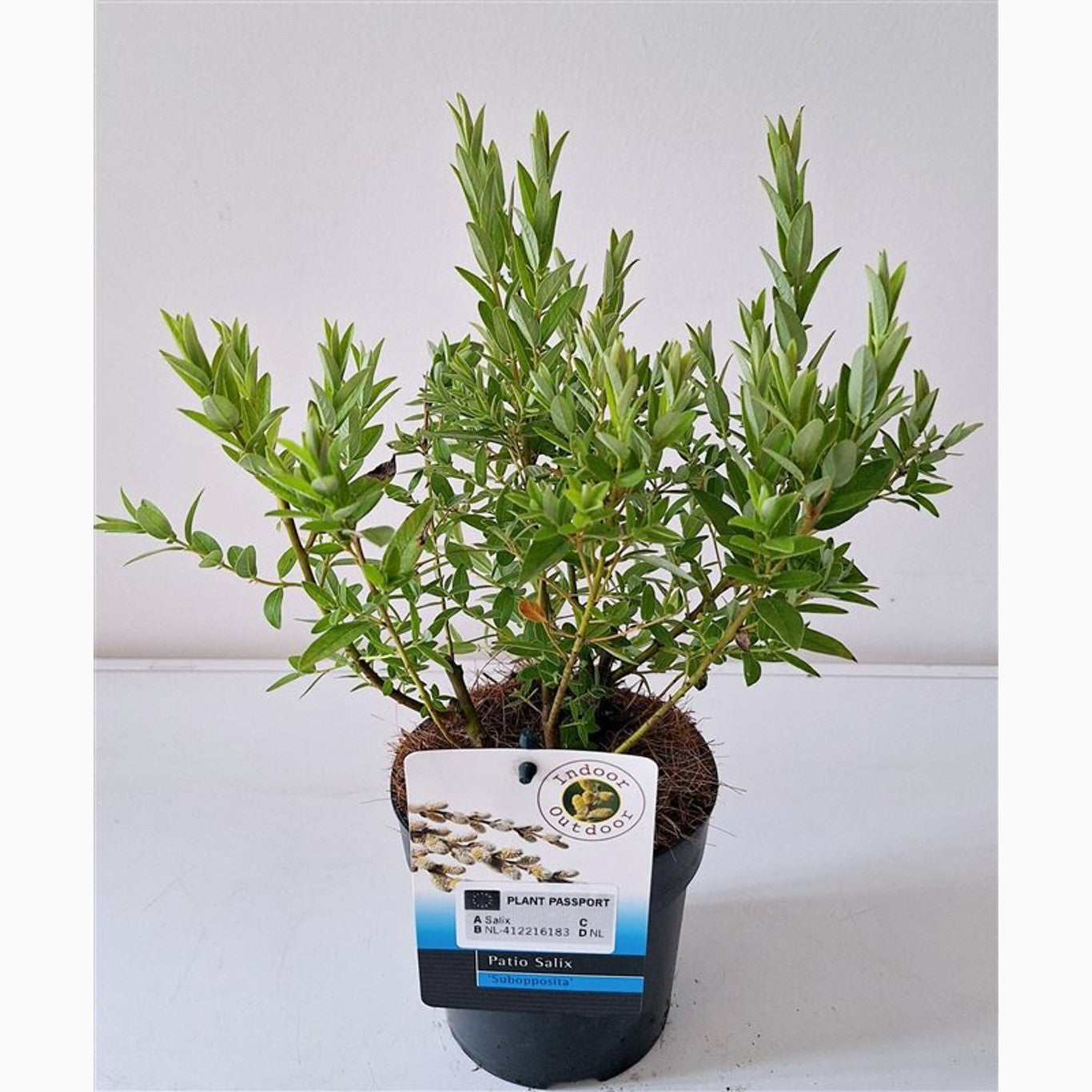 Vide – Salix subopposita - C3 30-40 CM